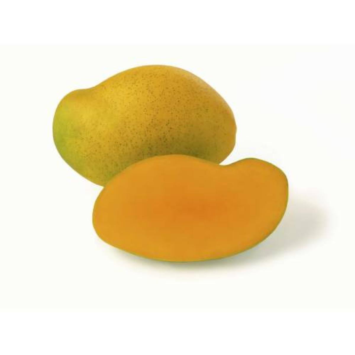 Mango - Palaba x5