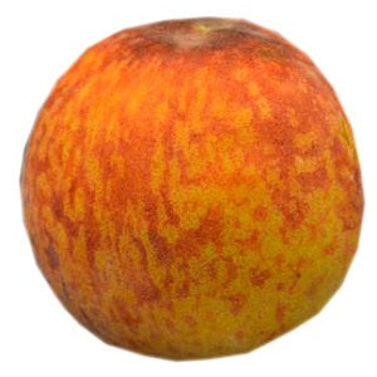 Peach - Imported x1