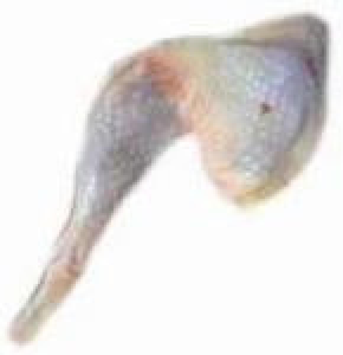 Chicken Laps - Hard ~10 kg - Frozen