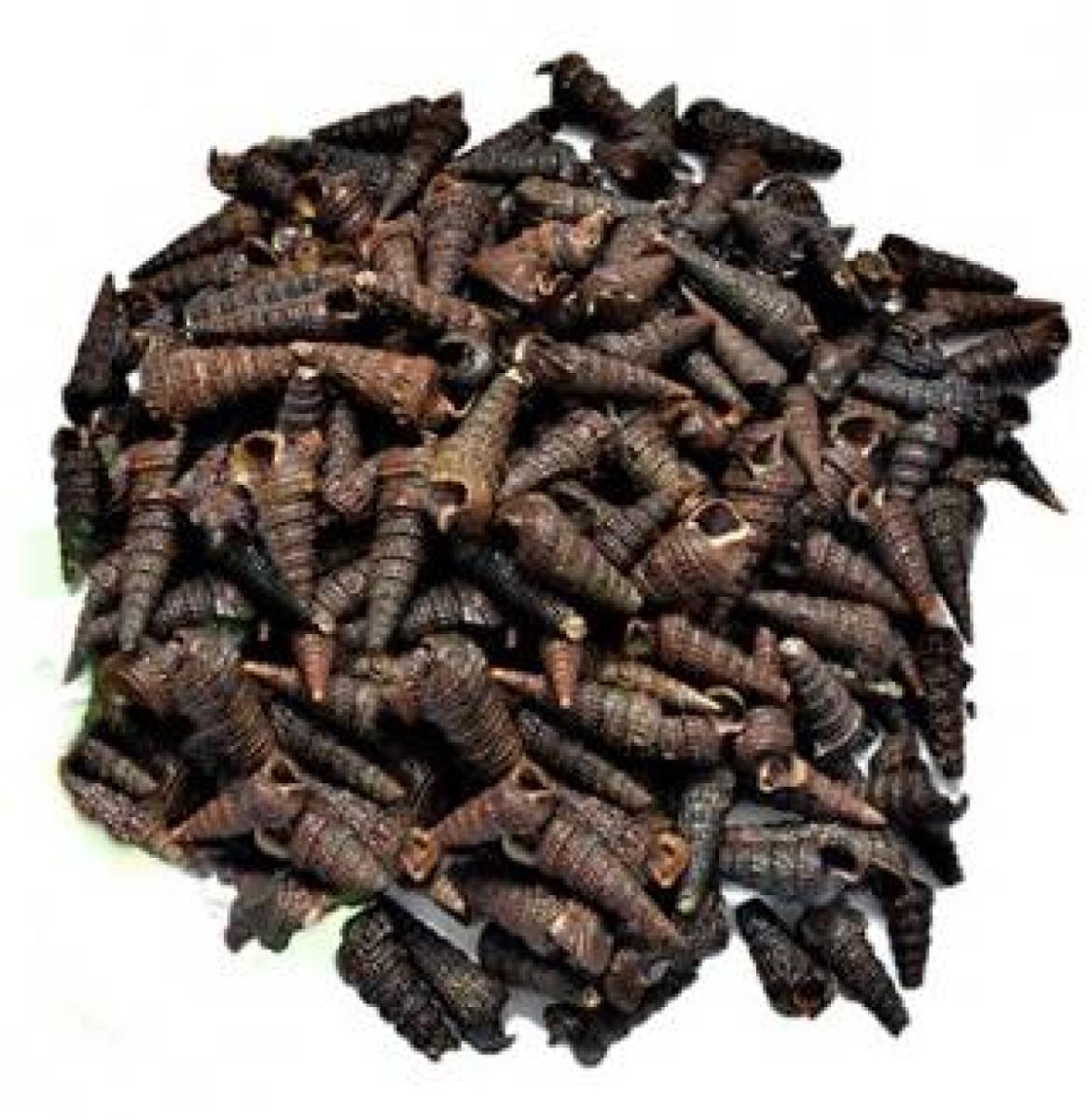 Periwinkle - With Shell (Derica Cup)