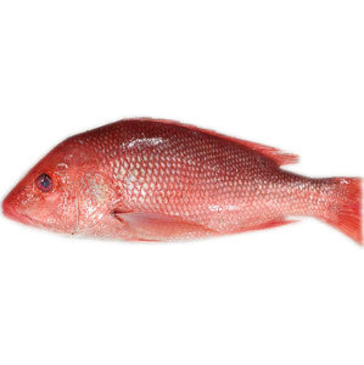 Red Snapper ~1 kg