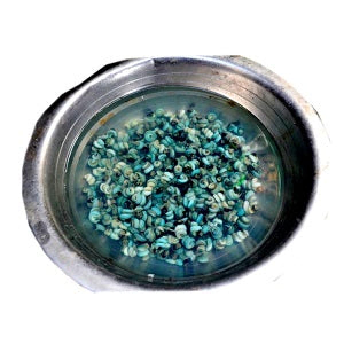 Periwinkle - No Shell (Milk Cup)