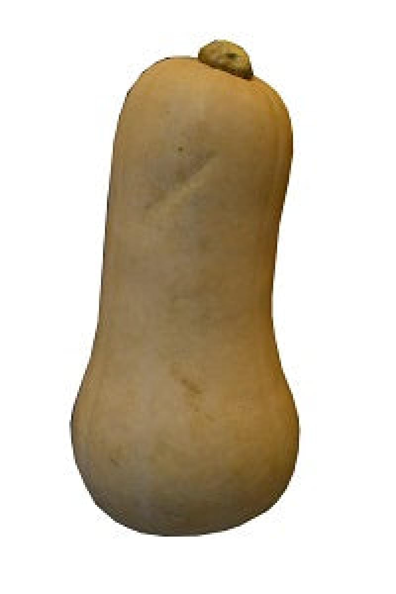 Butternut - Imported x1