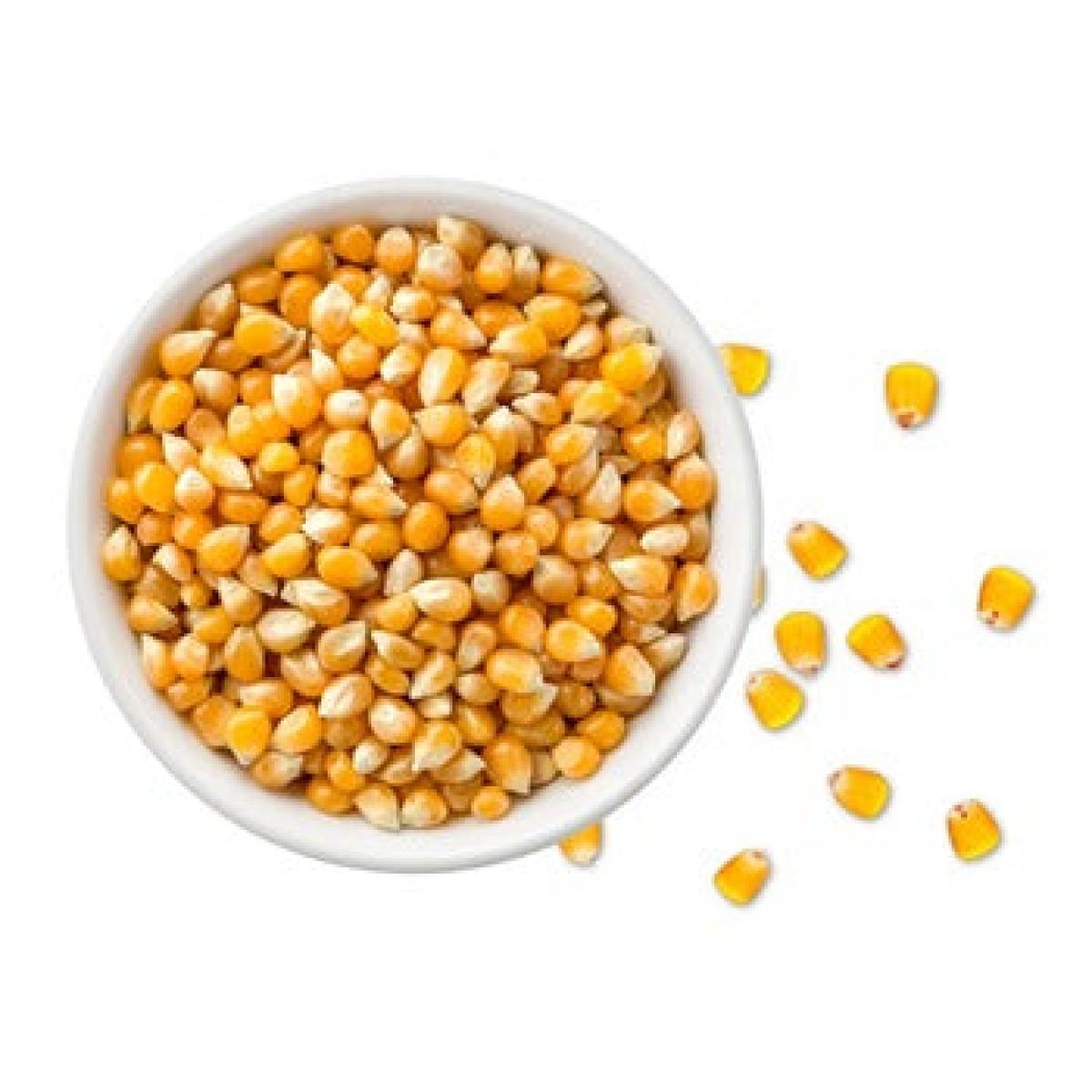 Maize - Yellow (Paint Bucket)