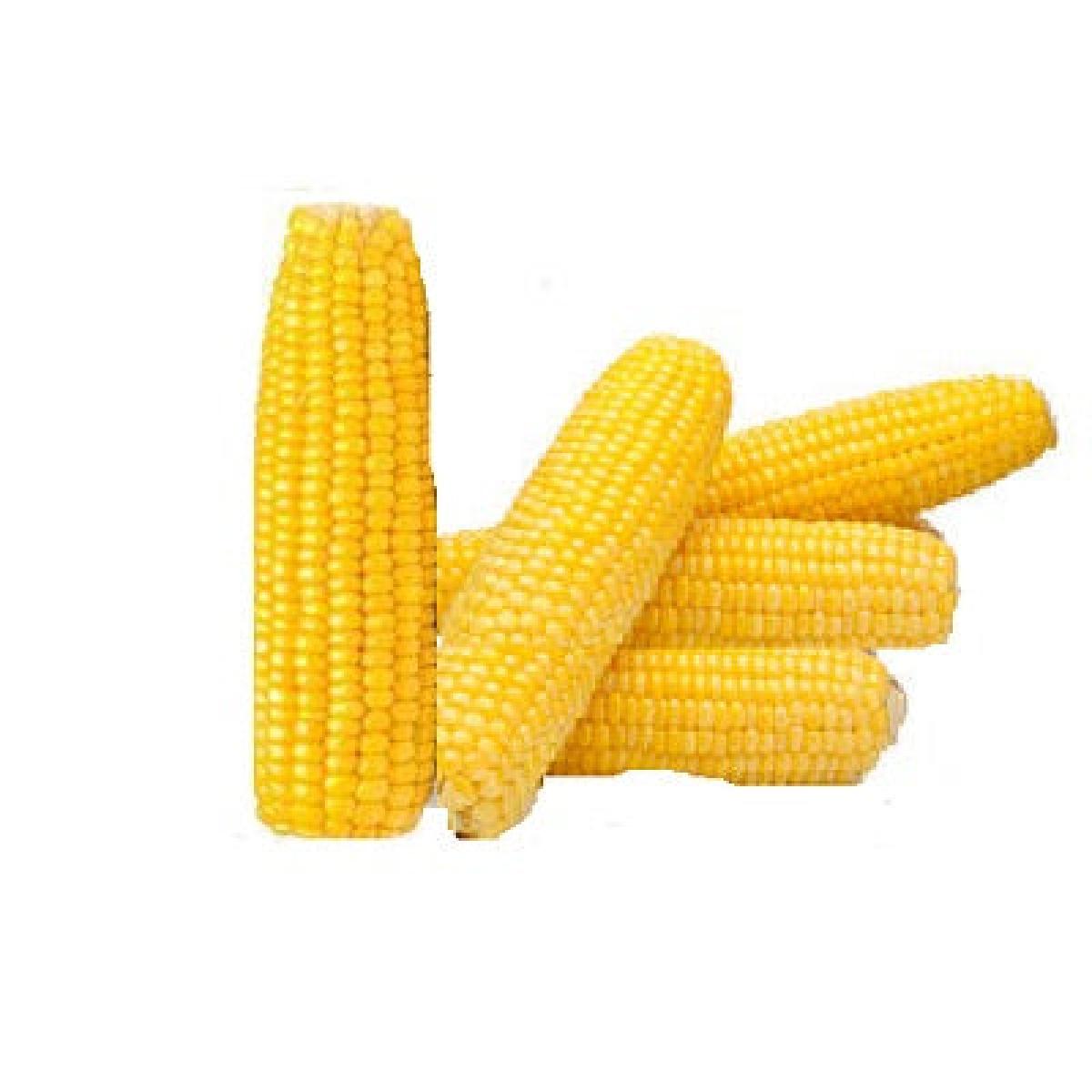 Corn On The Cob - Peeled (Raw) x10