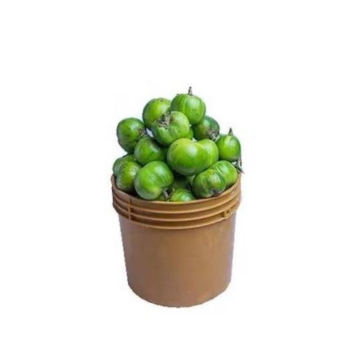 Garden Egg - Green (Paint Bucket)