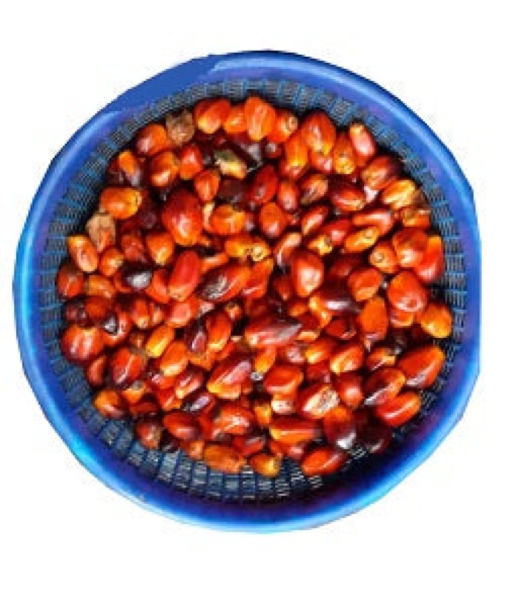 Palm Kernel (Paint Bucket)