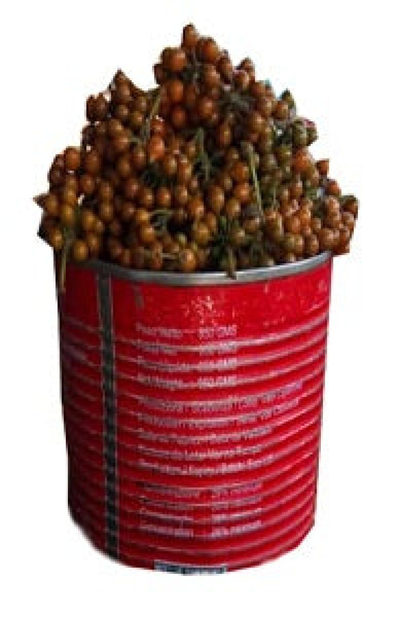 Uziza Seed (Derica Cup)