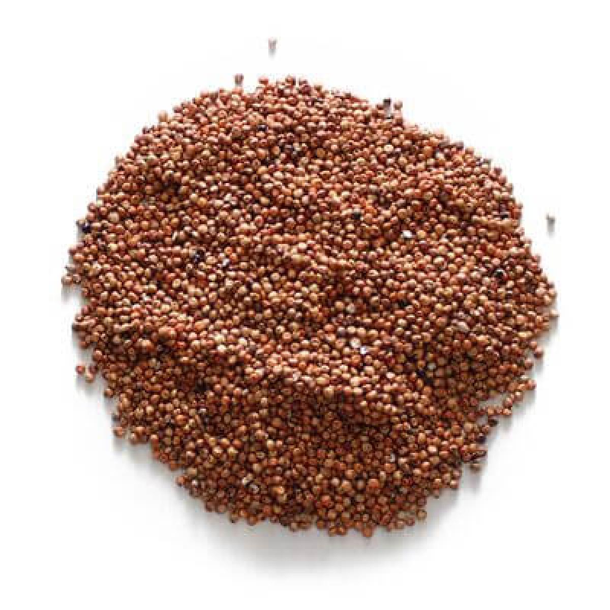 Oka Baba/Guinea Corn - Red (Paint Bucket)