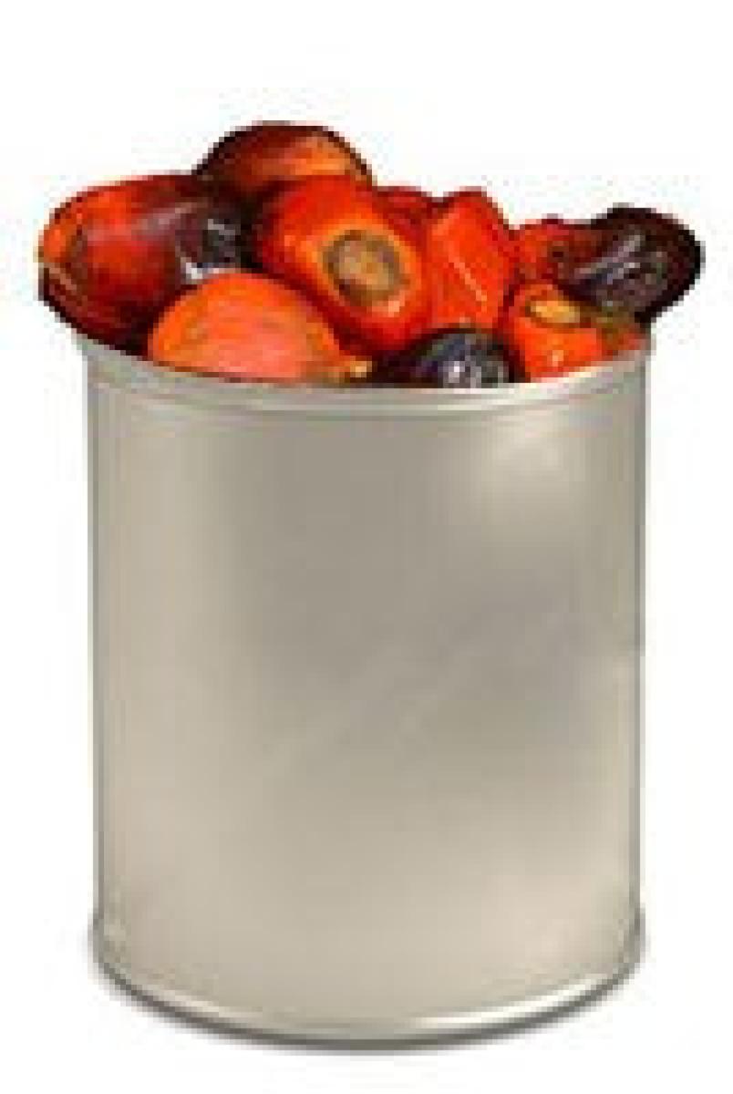 Palm Kernel (Derica Cup)